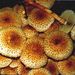 Pholiota squarrosa (Pers.: Fr.) Kummer