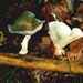 Clitocybe odora (Bull.: Fr.) Kummer