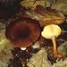 Lactarius cf. camphoratus (Bull.: Fr.) Fr.