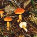 Lactarius mitisimus Fr.