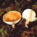 Lactarius torminosus (Schff.: Fr.) S. F. Gray