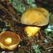 Suillus variegatus (Swartz: Fr.) O. Kuntze