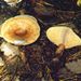 Lactarius quietus Fr.