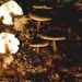 Collybia butyracea (Bull.: Fr.) Quél.