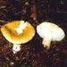 Russula ochroleuca (Pers.) Fr.