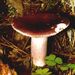 Russula cf. sardonia Fr. em Romm.
