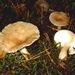 Lactarius cf. vietus Fr.
