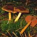 Dermocybe semisanguinea (Fr.) Mos.