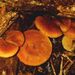 cf. Gymnopilus sapineus (Fr.) Mre.