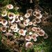 Phellodon tomentosus (L. ex Fr.) Banker