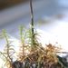 Auriscalpium vulgare S. F. Gray