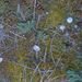 Tulostoma brumale Pers.: Pers