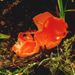 Aleuria aurantia (Pers.: Hook.) Fuckel