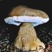 Tylopilus felleus (Bull.: Fr.) P. Karst.