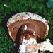 Porphyrellus pseudoscaber (Secr.) Sing.