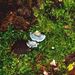 Postia caesia (Schrad.: Fr.) P. Karst.