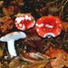 Russula nobilis Vel.