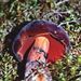 Boletus erythropus (Fr.: Fr.) Pers.