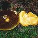 Boletinus cavipes (Opat.) Kalchbr.