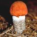 Leccinum testaceoscabrum Sing.