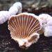 Schizophyllum commune (Fr.: Fr.)
