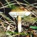 Leccinum scabrum (Bull.: Fr.) S. F. Gray