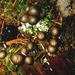 Lycogala epidendrum (L.) Fr.