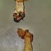 Helvella crispa  (Scop.): Fr.