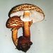 Lepiota aspera (Pers.: Fr) Quél.