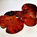 Fistulina hepatica (Schaeff.): Fr.