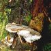 Pseudohydnum gelatinosum (Scop.: Fr.) P. Karst