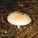 Macrolepiota rhacodes (Vitt.) Sing.