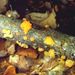 Tremella mesenterica Retz.: Hook.