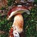 Xerocomus badius (Fr.) Kühn. ex Gilb.