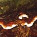 Heterobasidion annosum (Fr.) Bref.