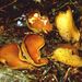 Otidea leporina (Batsch.: S. F. Gray) Fuck.