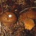Lycoperdon foetidum Bonord.