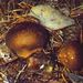 Lycoperdon spadiceum Pers.