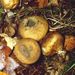 Scleroderma verrucosum (Bull.): Pers.