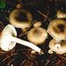 Hygrophorus pustulatus (Pers.: Fr.) Fr.