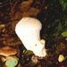 Lycoperdon perlatum Pers.: Pers.