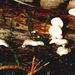 Panellus mitis (Pers.: Fr.) Sing.