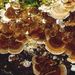 Trametes versicolor  (L.: Fr.) Pilát