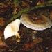 Lactarius blennius Fr.