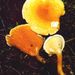 Hygrophoropsis aurantiaca  (Wulf.: Fr.) R. Mre.