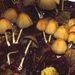 Coprinus micaceus (Bull.: Fr.) Fr.