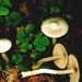 Inocybe argillacea (Pers.: Pers.) Sing.