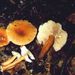 Lactarius cf. theiogalus (Bull.: Fr.) Fr. s Neuhoff