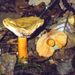 Lactarius deterrimus Gröger