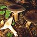 Lactarius picinus Fr.